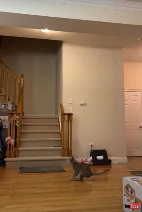 ぬいぐるみを狙う猫