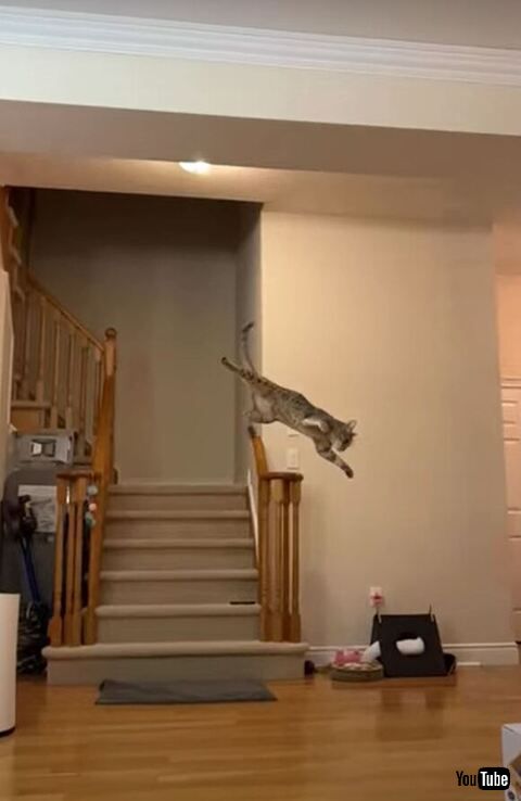 着地していく猫