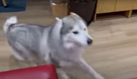 走ってる文太くん