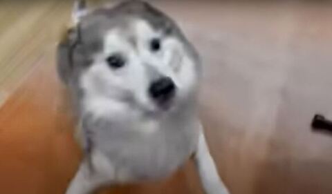 ジャンプする文太くん