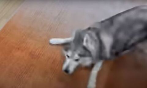 伏せしてる文太くん