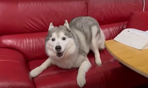 ソファでカメラ目線の文太くん