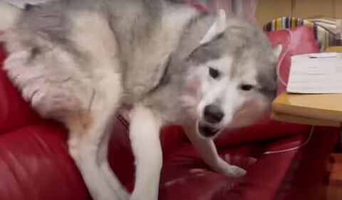 ソファで喋ってる文太くん