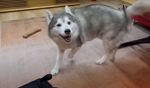 まわりながら姉を見る文太くん