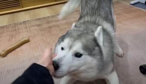 姉の匂いをかぐ文太くん