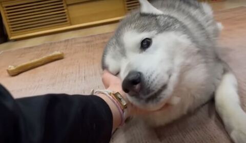 頭をすりつける文太くん