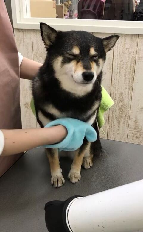 うとうとしてる