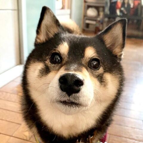 ドアップのアコちゃん