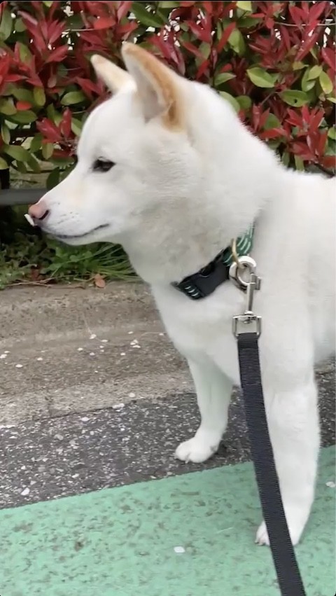 花に桜の花びらをつける柴犬