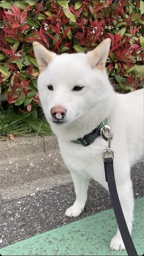 花に桜の花びらをつける柴犬の正面