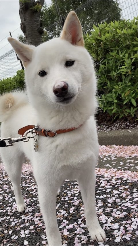 2021年の鼻に桜の花びらをつける柴犬