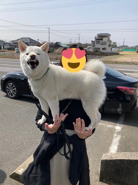 両手に乗る柴犬