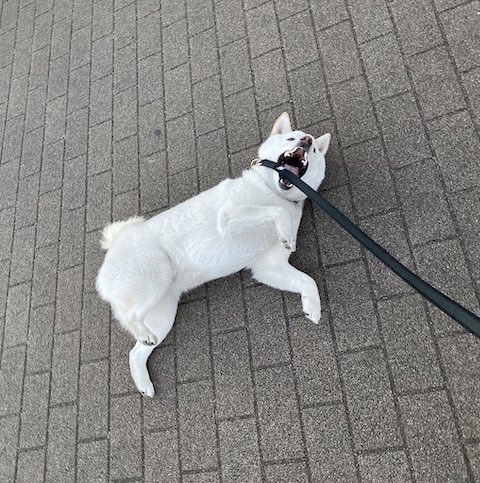 散歩中に怒る居柴犬