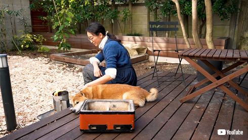 杏の愛犬ヤマト