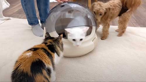 退院した猫を迎える猫と犬