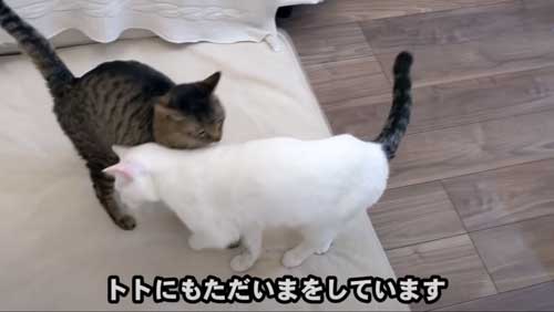 トトとシロップ