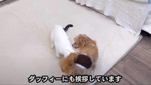 ダッフィーとシロップ