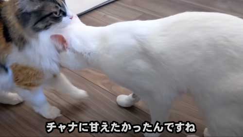 チャナに甘えるシロップ