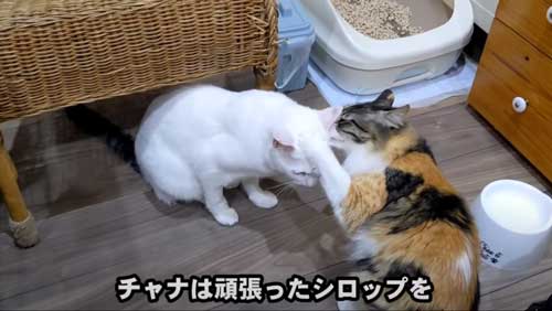 チャナとシロップ