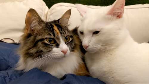 チャナとシロップ