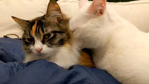 チャナとシロップ