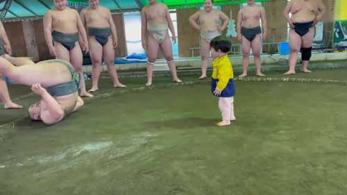 相撲 デビュー 1歳4カ月 子ども 柏力会