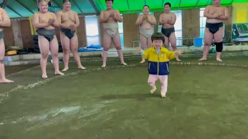 相撲 デビュー 1歳4カ月 子ども 柏力会