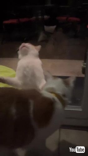 外猫と仲良しな猫