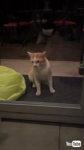 窓にぶつかる猫