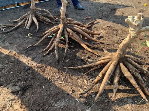 手作りタピオカミルクティ