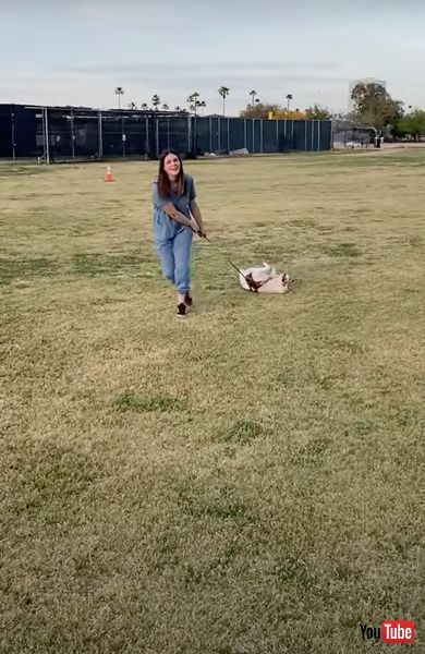 帰宅拒否するワンコ