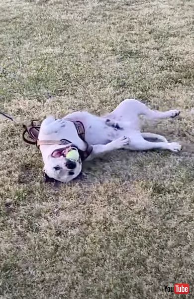 帰りたくないワンコ