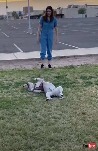 面白かわいいワンコ