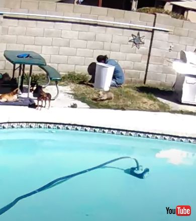 プールに落ちてしまった子犬