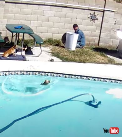 一緒に落ちてしまう男性と犬