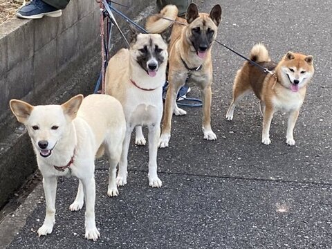4匹の集合写真