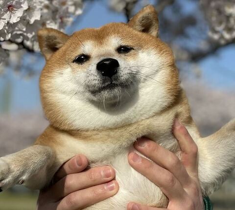 トリミング