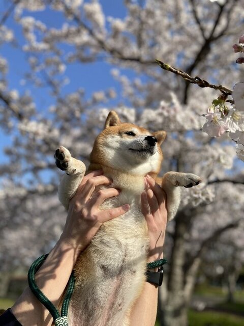 遠くを見てる