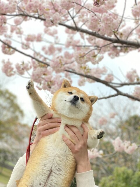前足をのばしている