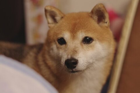クリ丸ちゃん横顔