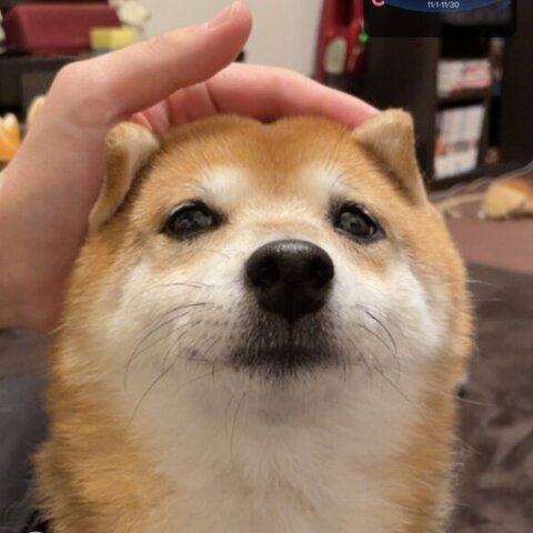耳をたたんでるクリ丸ちゃん