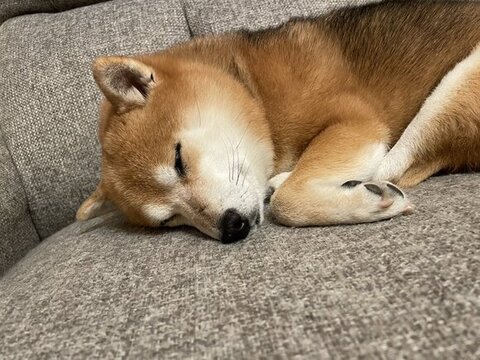 寝てる姿