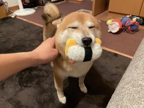 おすしくわえてるクリ丸ちゃん