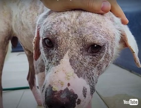 表情が変わった犬