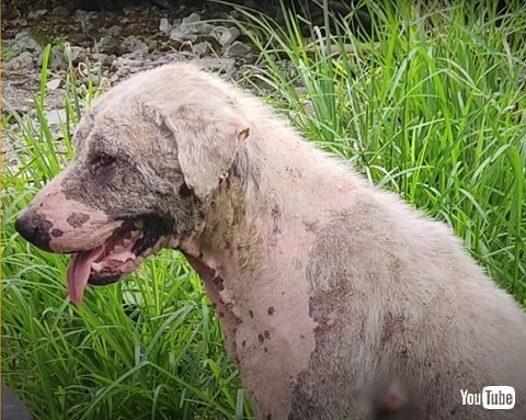 救助された毛のない犬