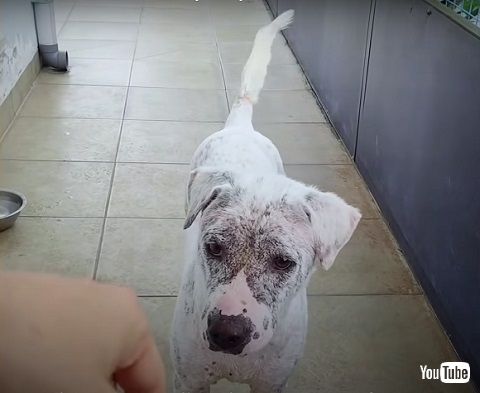 しっぽがあがった犬