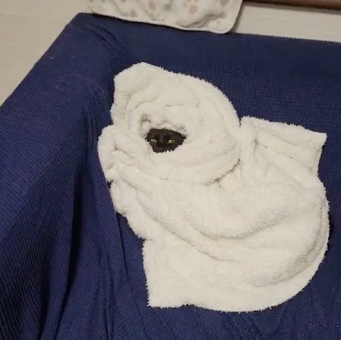 ブランケットに包まれる黒猫