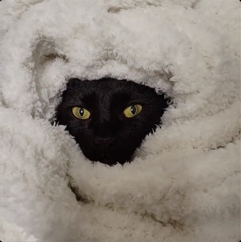 ブランケットに包まれた黒猫のアップ