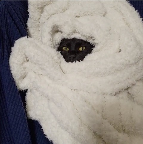 ブランケットに包まれた黒猫のカメラ目線