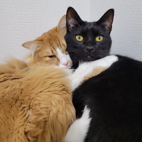 寄り添う猫